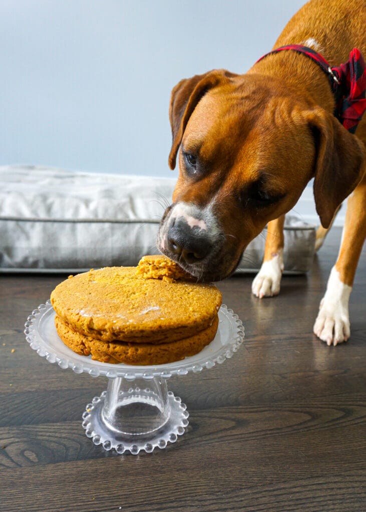 Dog making cake hotsell