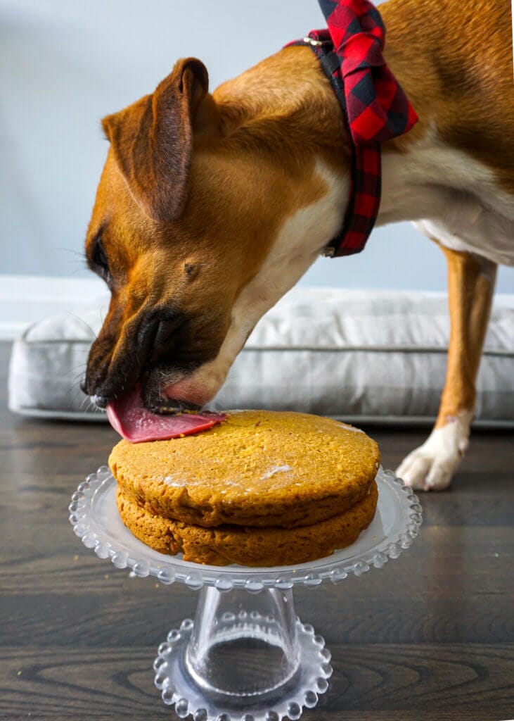 Homemade Dog Cake Baking for Friends